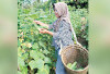  Hasilkan Kualitas Sayur Lebih Segar, Kebun Mini Sukses Panen Timun Segar