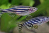 7 Jenis Ikan Hias Air Tawar yang Cocok untuk Pemula, Cantik, Mudah Dirawat, dan Tidak Menguras Kantong