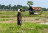 132 Hektare Sawah Kekeringan, Ratusan Petani di Muara Enim Menjerit