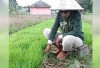 Mulai Lakukan Penanaman