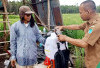 Petani Ogan Ilir Gunakan Biofungisida untuk Basmi Penyakit Kresek pada Padi