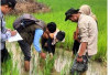 Keong Mas Mengganas, Padi Terancam!