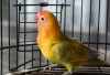 Mengapa Harga Burung Lovebird Bisa Selangit? Inilah Rahasia di Balik Keindahan dan Prestasinya