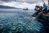 Jangan Melaut atau Mancing Sembarangan! Ini Waktu Rahasia Saat Ikan Paling Rakus