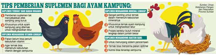 Tips Suplemen Ayam