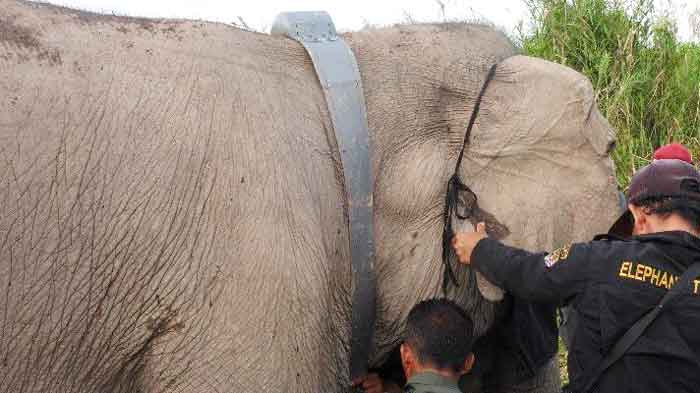 Gajah Sumatera Dipasangi GPS Collar