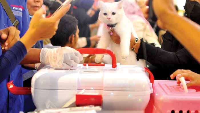 Kucing Unjuk Kebolehan Fashion Show