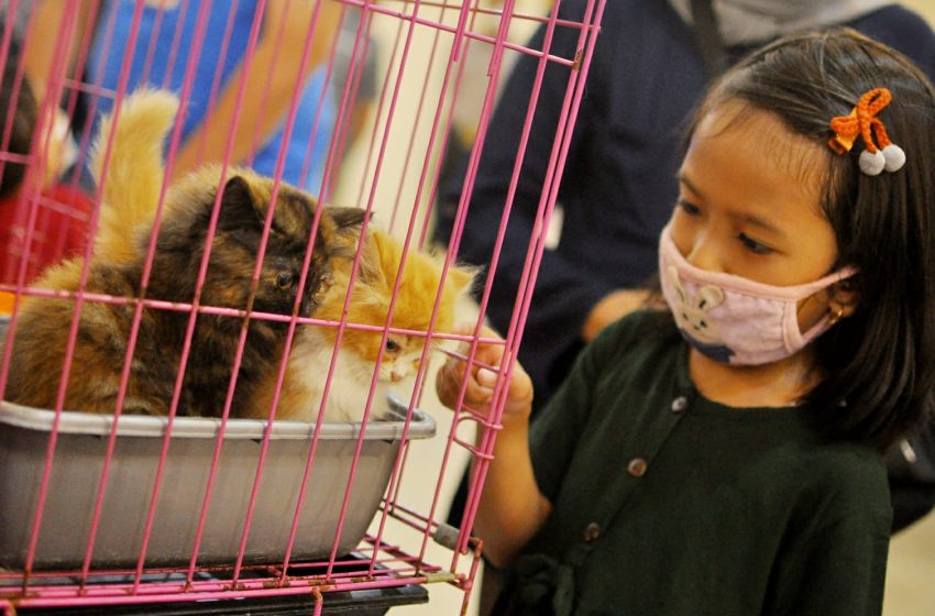 Ajang Pamer Bulu, Puluhan Kucing Invasi Mall