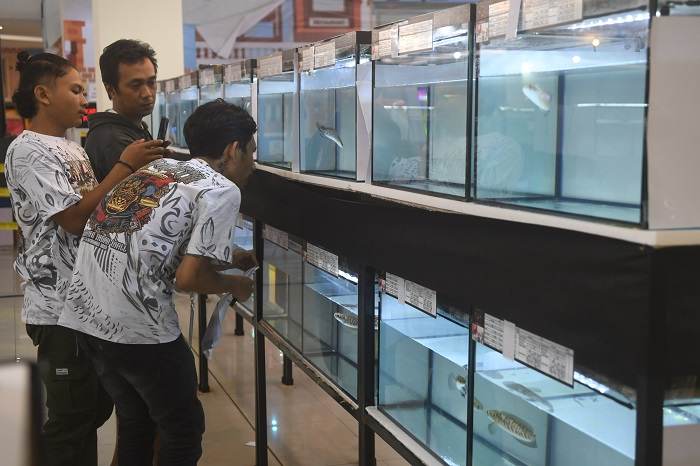 Sriwijaya Channa Contest, Harga Ikannya Capai Jutaan Rupiah