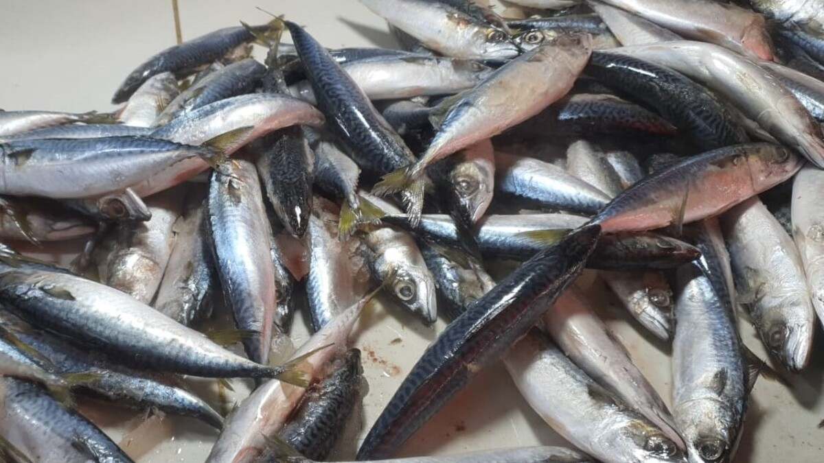 Peraturan Baru, Penjualan Ikan Salem Hanya untuk Industri dan Umpan Pancing