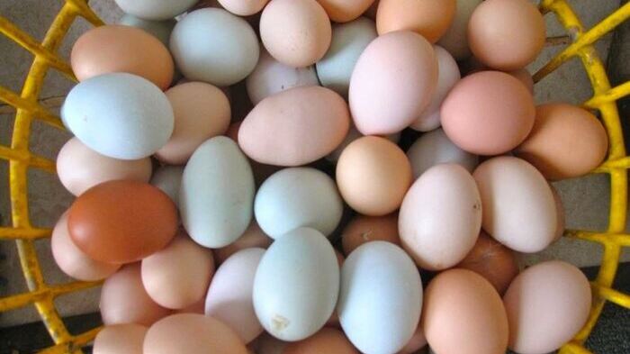 Ternyata, Telur Ayam Kampung Punya Banyak Kelebihan yang Tak Disangka