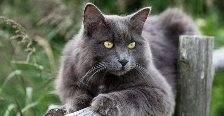 10 Jenis Ras Kucing Langka di Dunia, Yang Terakhir Bikin Gemes