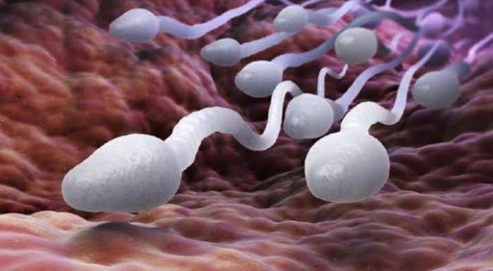 Cara Ampuh Tingkatkan Kualitas Sperma, Dijamin Manjur