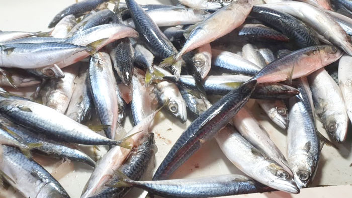 Penjualan Ikan Salem Dilarang di Sumsel