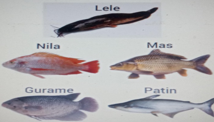 Wah Ikan-ikan Ini ternyata memiliki Nutrisi yang dapat meningkatkan kesehatan pada tubuh Manusia loh..
