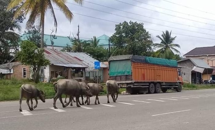 Pengendara Harus Hati-Hati, Kawanan Kerbau  Berkeliaran di Jalinsum Muratara