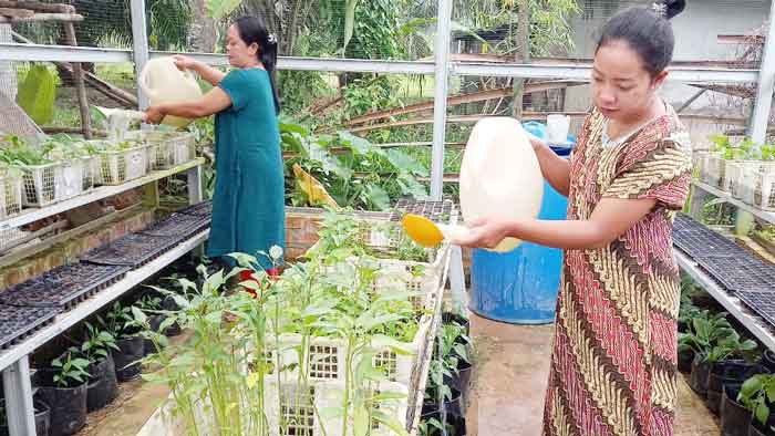 Kembangkan Tanaman Holtikultura, Ternak Sapi Program Unggulan 