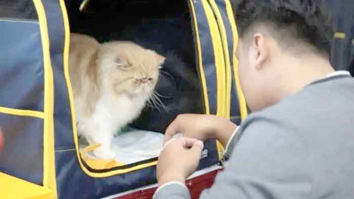 ICA Jadi Ajang Edukasi Penggemar Kucing