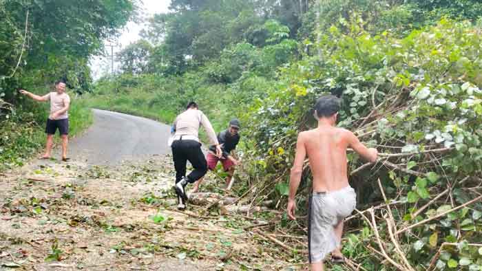 Bersihkan Pohon Tumbang Tutup Akses Jalan