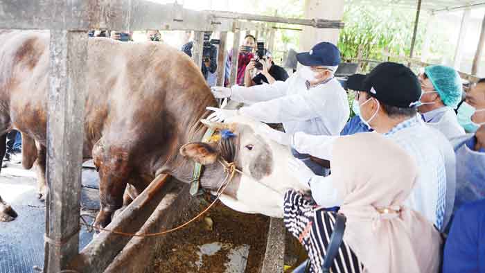 KENDALIKAN PMK : Pemantauan peternakan sapi Dwikarya Farm